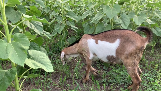 4K可爱的小山羊吃向日葵近距离视频素材