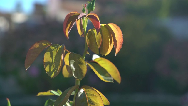 植物花的叶子视频素材