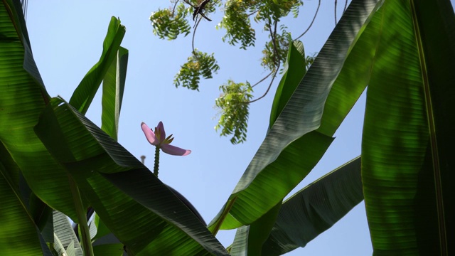 香蕉花和绿色视频素材