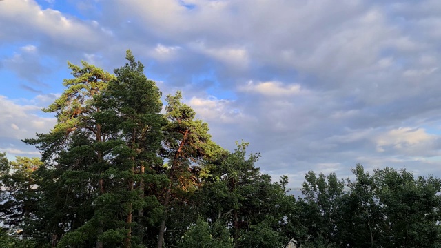 美丽的自然景观景观时间流逝。在晴朗多风的夏天，在蓝天和白云的背景上，绿色的森林树木的顶部。视频素材