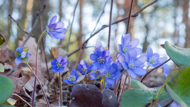 花苔晨醒，时光流逝视频素材