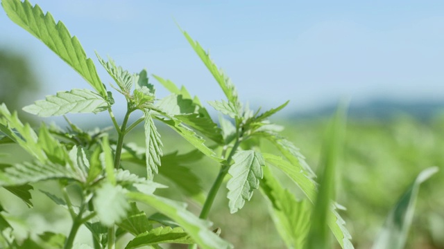 田间的大麻幼苗视频素材