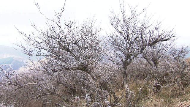 鹤米山上的白霜视频素材