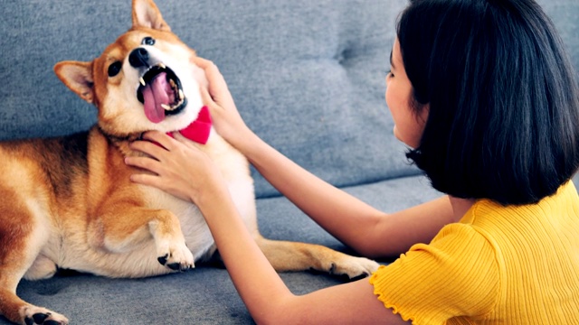 年轻女子玩她的柴犬在沙发上在家视频素材