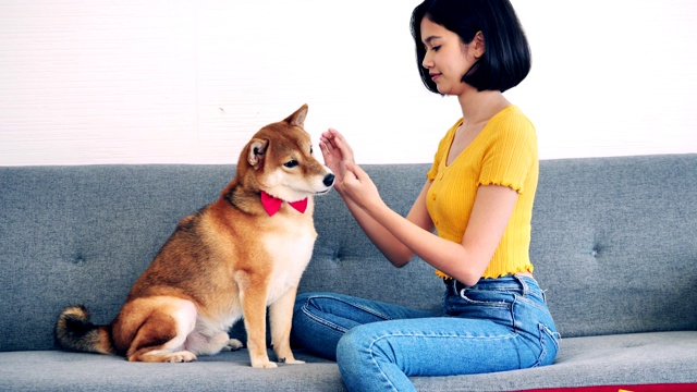 一个年轻女子在家里的沙发上和她的柴犬玩耍视频素材