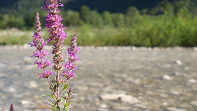 粉红色的花开花，Salcerella也叫Loosestrife (Lythrum salicaria)在河流的海岸线上视频4k视频素材