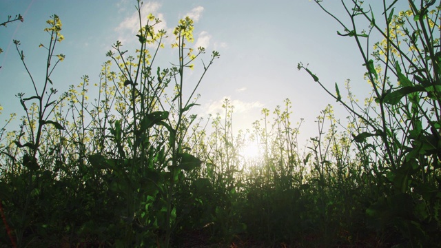 油菜田和太阳视频素材