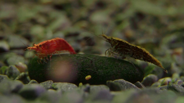 淡水水族馆里的虾。日里虾。视频素材