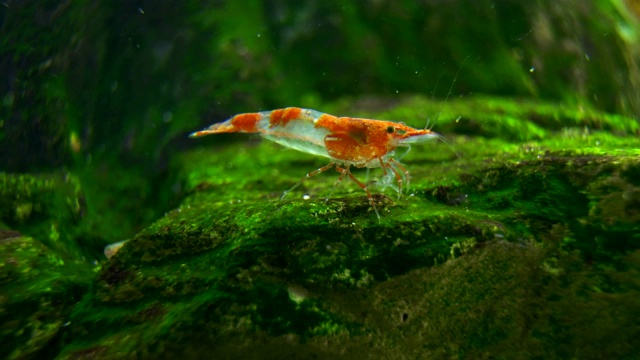 淡水水族馆里的虾。日里虾。视频素材