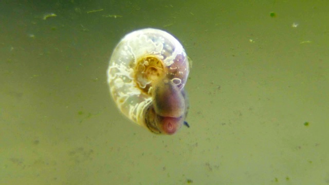 寄生在水族馆玻璃上的Ramshorn蜗牛。Planorbidae。视频素材