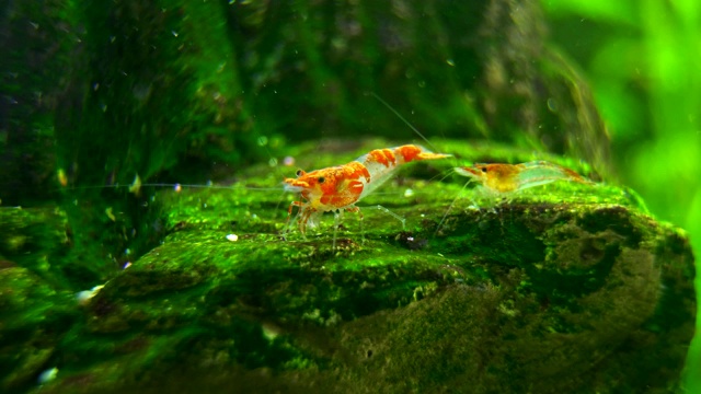 淡水水族馆里的虾。日里虾。视频素材