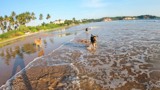 三只快乐的狗在海浪中沿着潮湿的沙滩奔跑视频素材