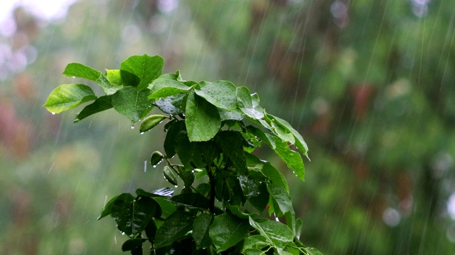 暴雨与自然视频素材