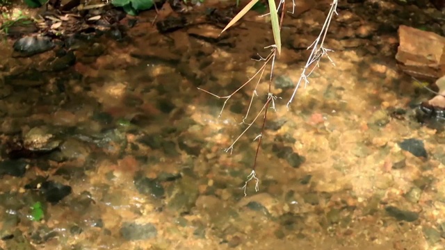 清澈的小溪水面上有竹叶视频素材