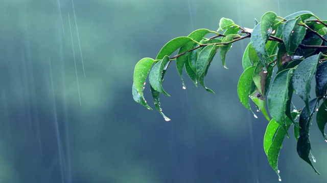 雨和自然视频素材