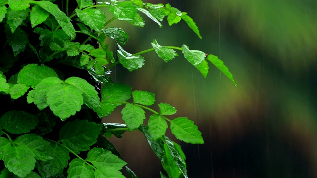 雨和自然视频素材