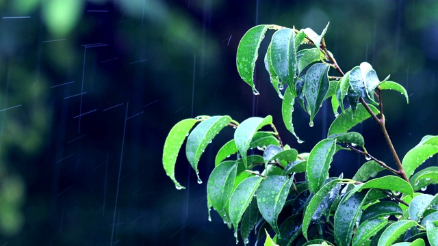 雨和自然视频素材