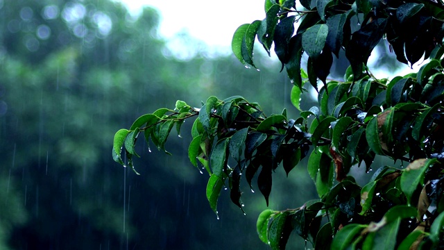 雨和自然视频素材