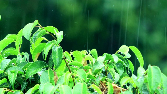 雨和自然视频素材