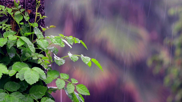 雨和自然视频素材