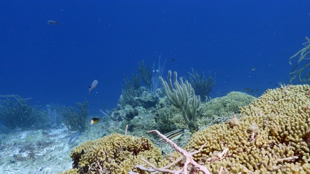 库拉索岛附近加勒比海的珊瑚礁海景，有鱼，珊瑚和海绵视频素材