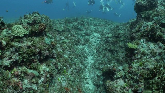 台湾兰屿海底珊瑚礁视频素材