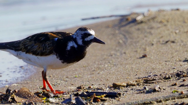 鸟-红迪Turnstone (Arenaria翻译)在夏天的羽毛沿着沙滩散步，寻找食物和吃它。视频素材