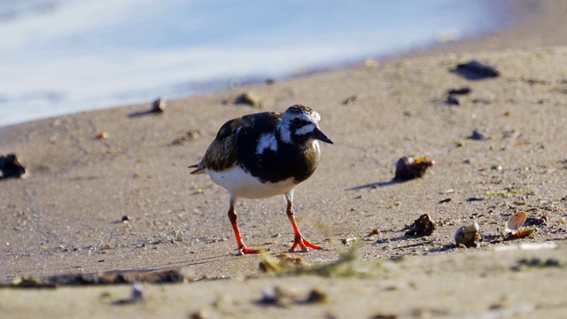 鸟-红迪Turnstone (Arenaria翻译)在夏天的羽毛沿着沙滩散步，寻找食物和吃它。视频素材