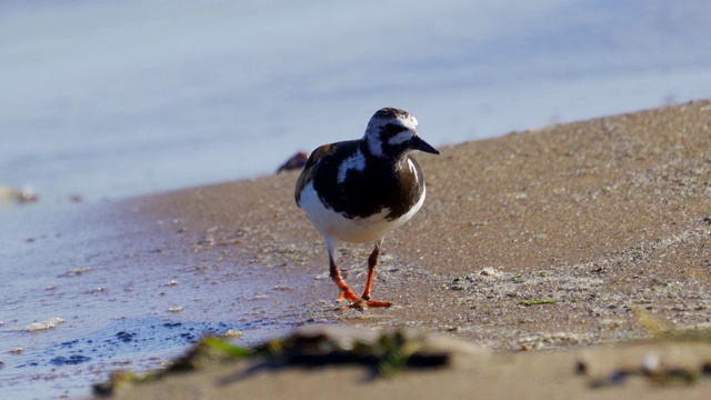 鸟-红迪Turnstone (Arenaria翻译)在夏天的羽毛沿着沙滩散步，寻找食物和吃它。视频素材