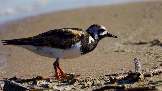 鸟-红迪Turnstone (Arenaria翻译)在夏天的羽毛沿着沙滩散步，寻找食物和吃它。视频素材