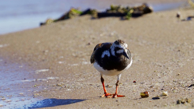 鸟-红迪Turnstone (Arenaria翻译)在夏天的羽毛沿着沙滩散步，寻找食物和吃它。视频素材