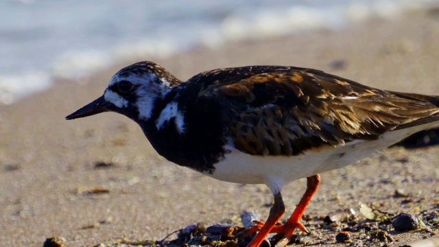 鸟-红迪Turnstone (Arenaria翻译)在夏天的羽毛沿着沙滩散步，寻找食物和吃它。视频素材