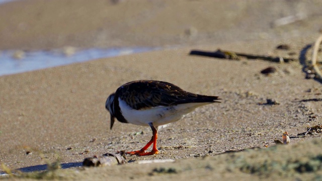 鸟-红迪Turnstone (Arenaria翻译)在夏天的羽毛沿着沙滩散步，寻找食物和吃它。视频素材