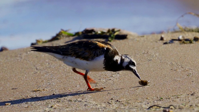 鸟-红迪Turnstone (Arenaria翻译)在夏天的羽毛沿着沙滩散步，寻找食物和吃它。视频素材