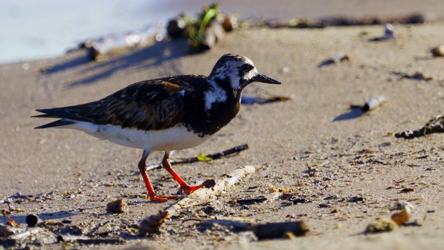 鸟-红迪Turnstone (Arenaria翻译)在夏天的羽毛沿着沙滩散步，寻找食物和吃它。视频素材