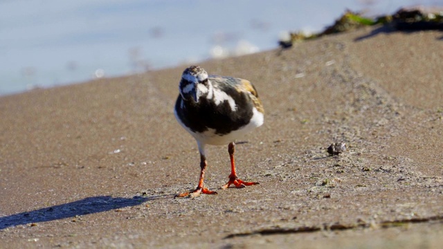 鸟-红迪Turnstone (Arenaria翻译)在夏天的羽毛沿着沙滩散步，寻找食物和吃它。视频素材