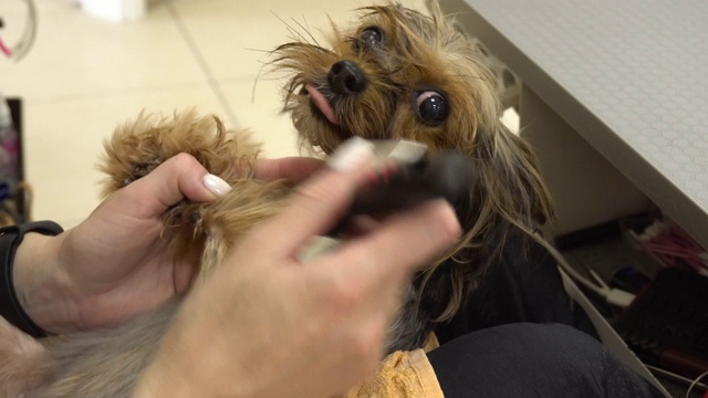 约克郡犬的头发是在美容院用刷子和吹风机梳理的。视频素材