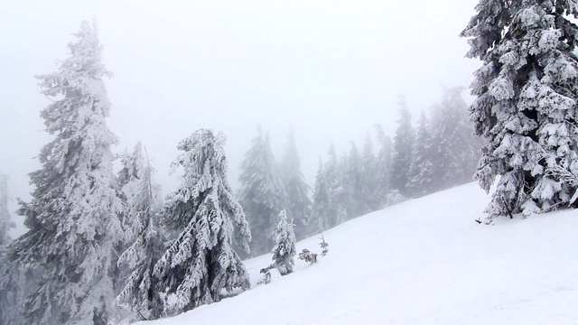 冬天树下的雪。冬天山脉。乌克兰喀尔巴阡山Dragobrat视频素材