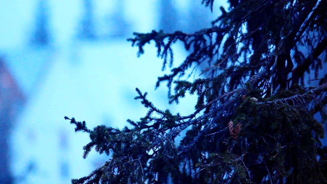 暴风雪。落在树上的雪。冬天山脉。视频素材