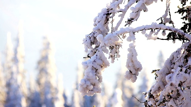 冬天树下的雪。冬天山脉。乌克兰喀尔巴阡山Dragobrat视频素材