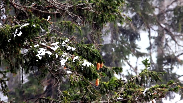 冬天树下的雪。冬天山脉。乌克兰喀尔巴阡山Dragobrat视频素材