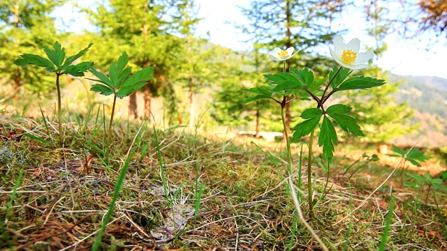 黄色的蒲公英花-春天的草地视频素材