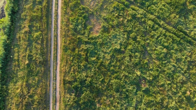 土路草视频素材