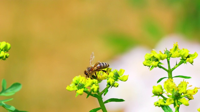 蜜蜂采集花蜜视频素材