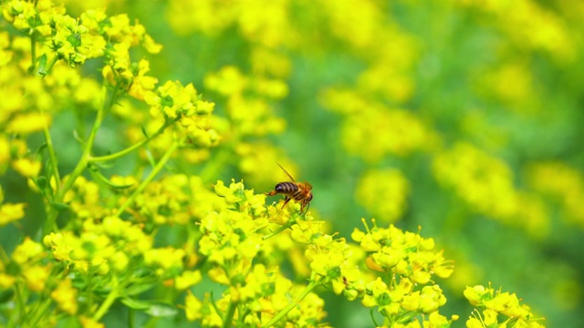 蜜蜂采集花蜜视频素材