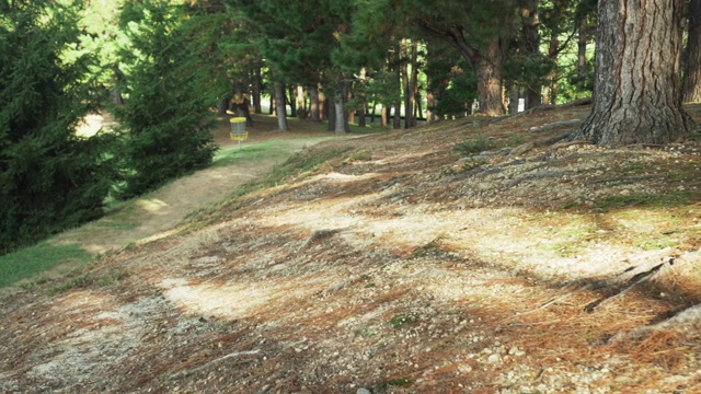 山上的针叶林。野生公园里的一条森林小路视频素材