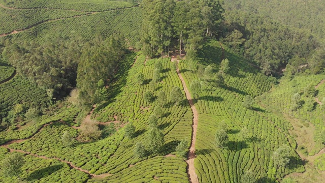 鸟瞰印度茶园。喀拉拉邦。在Matupetty湖附近视频素材