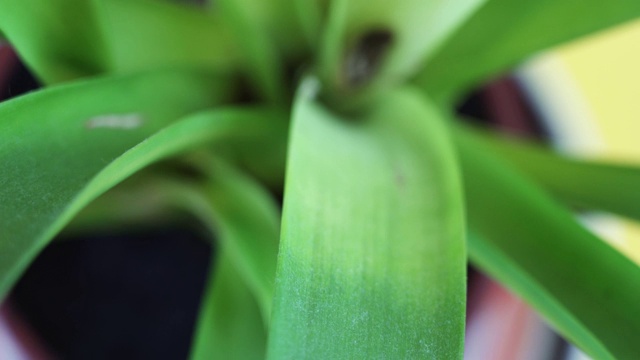 盆栽凤梨科植物，背景为亮黄色视频素材