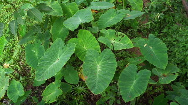 种植象耳植物背景视频素材