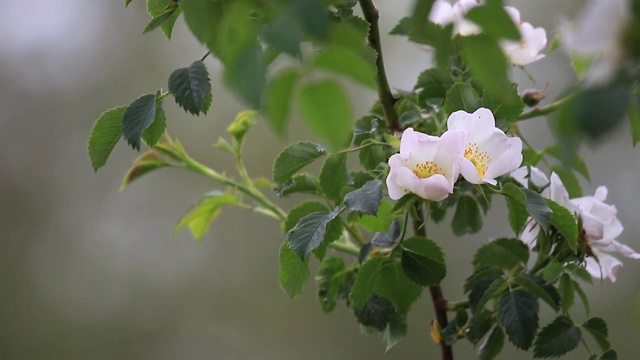 玫瑰果(Rosa canina)花和绿色的叶子在花园里。视频素材